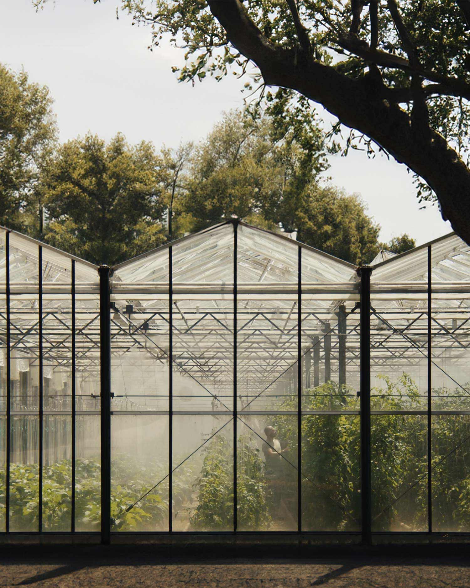 The estate greenhouse at TATOÏ Club, where the club's kitchen sources its produce